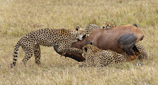 Four male cheetahs