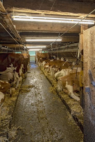 Cows in the stable of an alpine hut