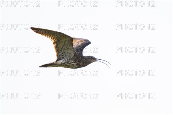 Curlew