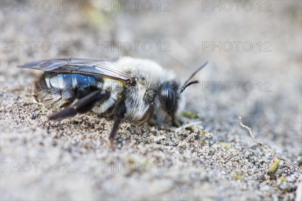 Ashy mining bee