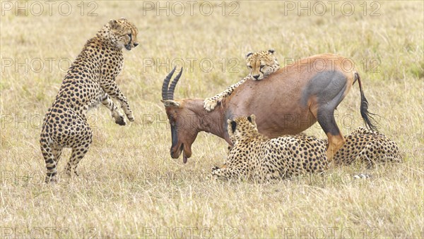 Four male cheetahs