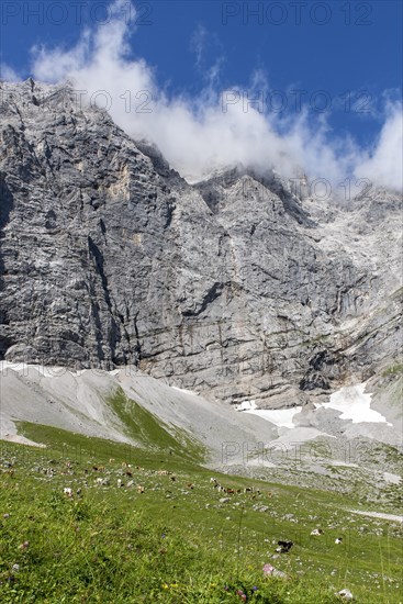 Alpine pasture area Enger Grund with cows