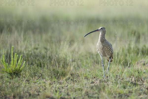 Curlew