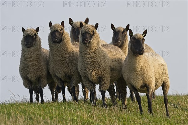 Suffolk sheep