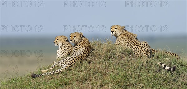 Four male cheetahs