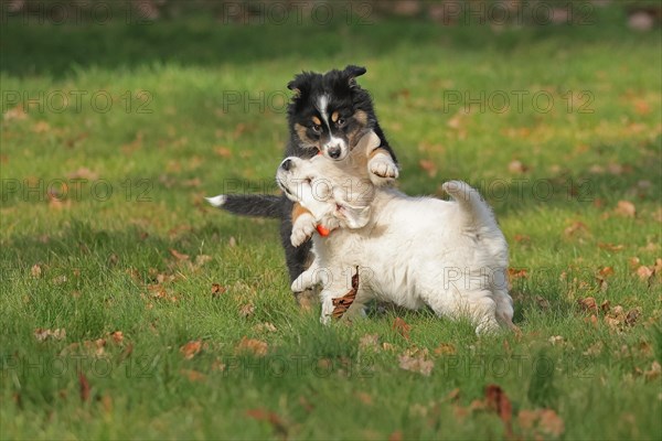 Golden Retriever and Australian Shepherd