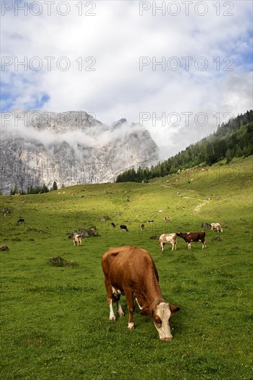 Cows on pasture