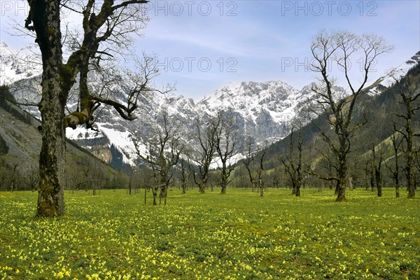 Grosser Ahornboden with meadow full of primrose
