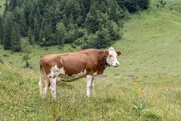 Cow on pasture