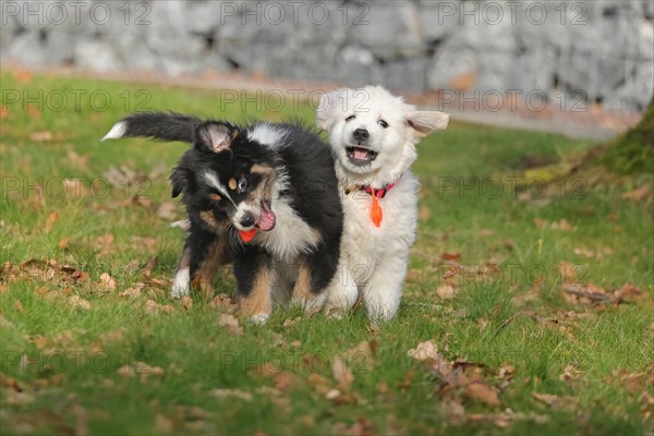 Golden Retriever and Australian Shepherd