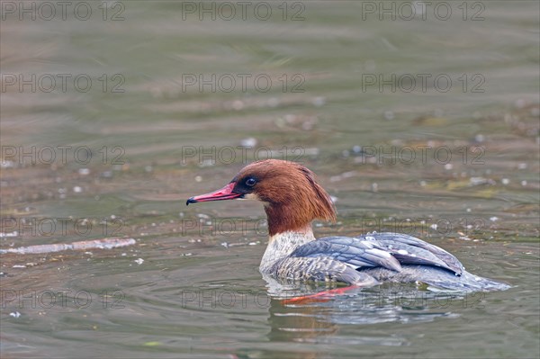 Common merganser