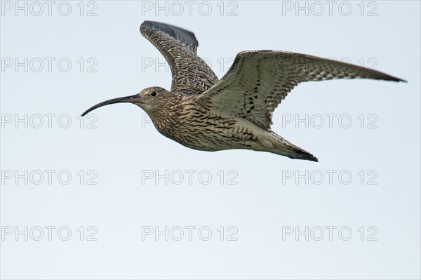Curlew