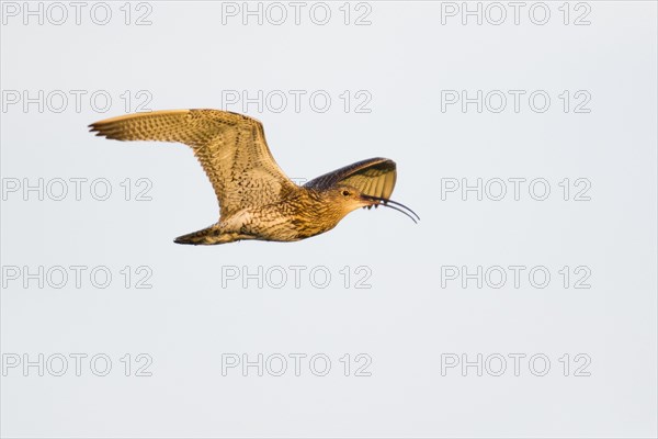Curlew