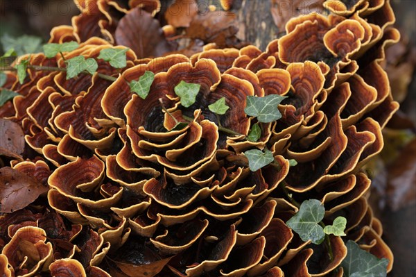 Brown velvet layer fungus