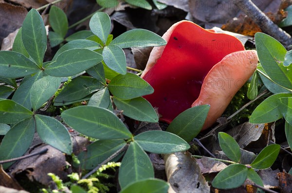 Scarlet elf cup