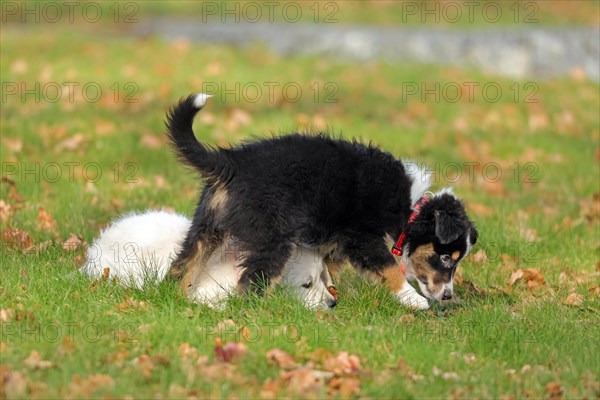 Golden Retriever and Australian Shepherd