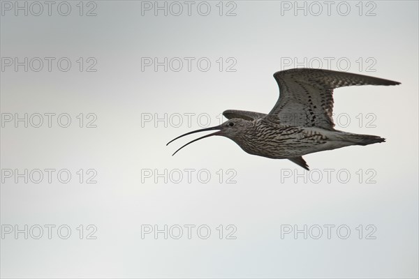 Curlew