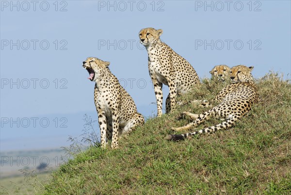 Four male cheetahs