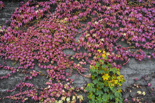 Boston ivy