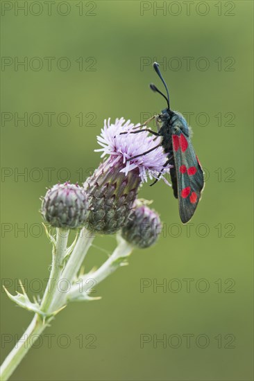 Six-spot burnet