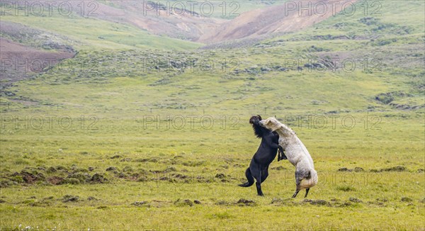Two fighting stallions