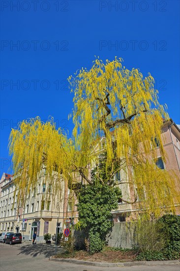 Weeping willow