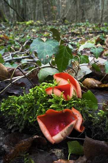 Scarlet elf cup