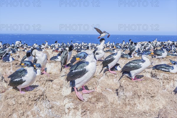 Imperial shags