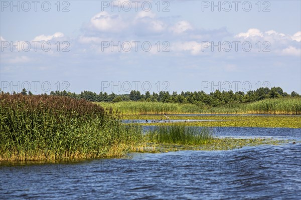 Marshland Memel-Delata