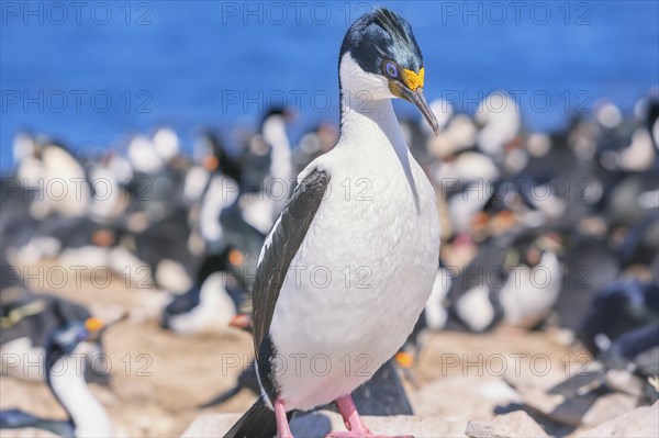 Imperial shags
