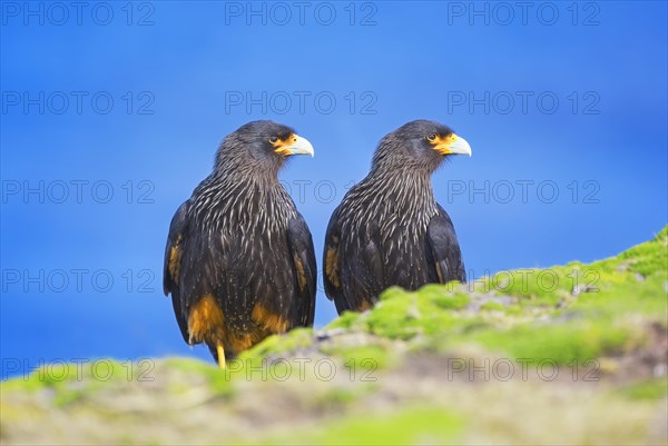 Striated Caracara