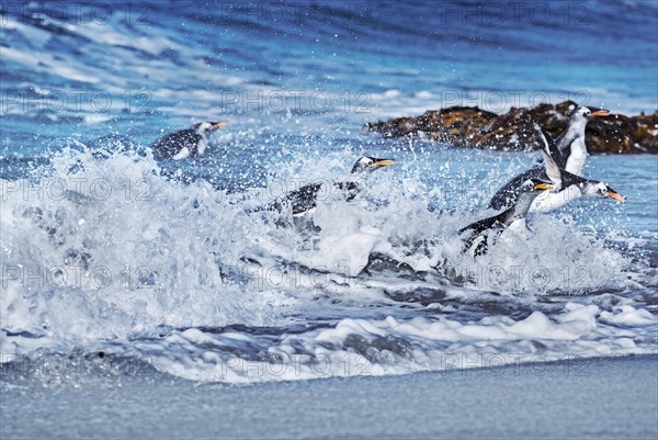 Gentoo penguins