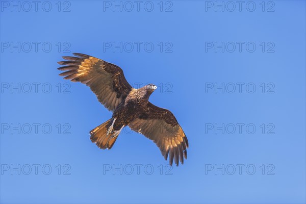 Striated Caracara