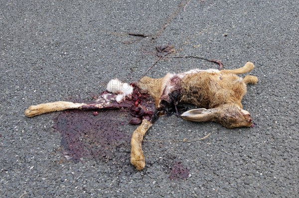 Road Kill