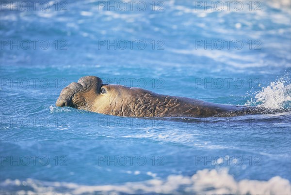 Southern elephant seal