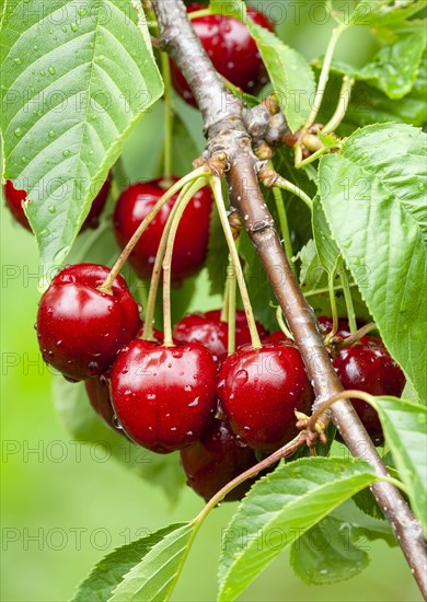 Cherries