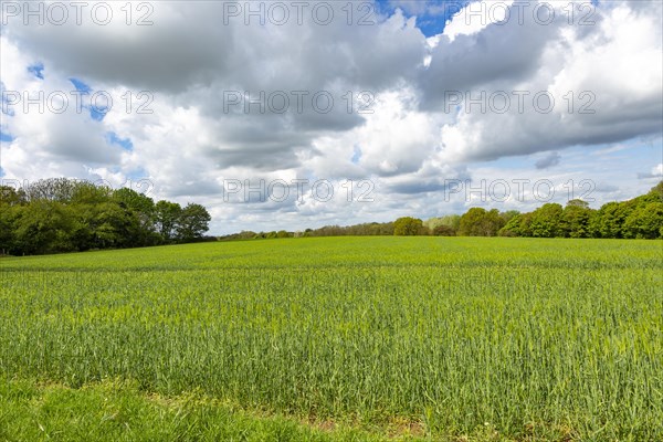 Rural landscape green cereal crop rolling clouds