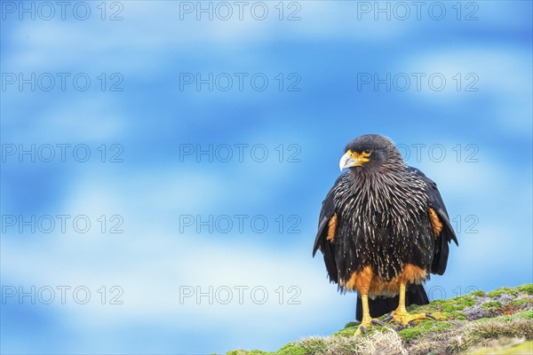 Striated Caracara