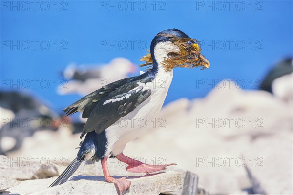 Imperial shag