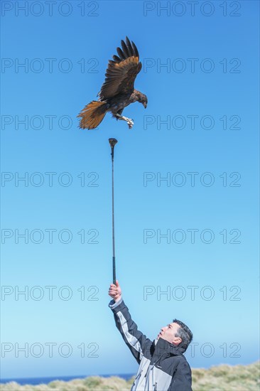Striated Caracaras