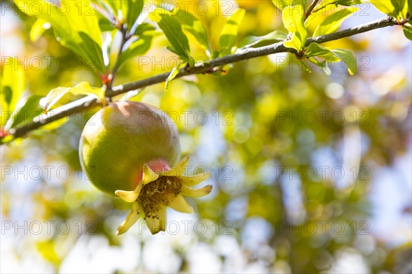 Pomegranate