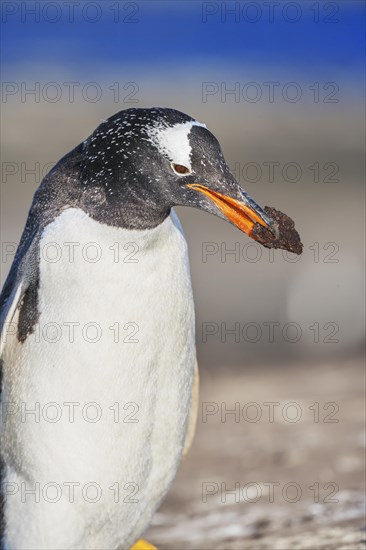 Gentoo penguin