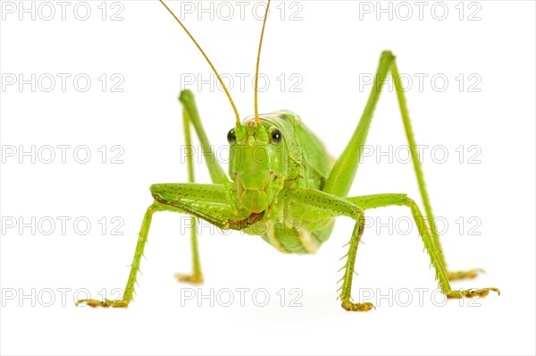 Green grasshopper
