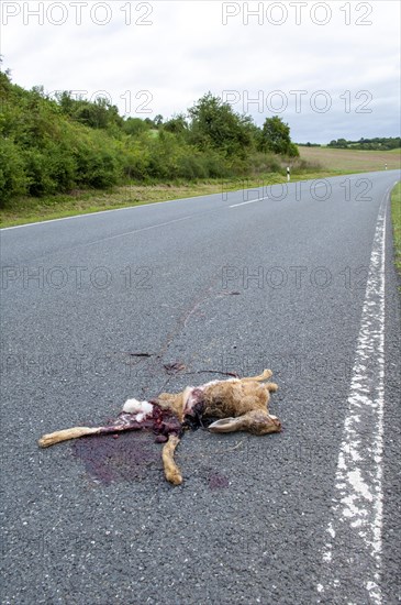 Road Kill