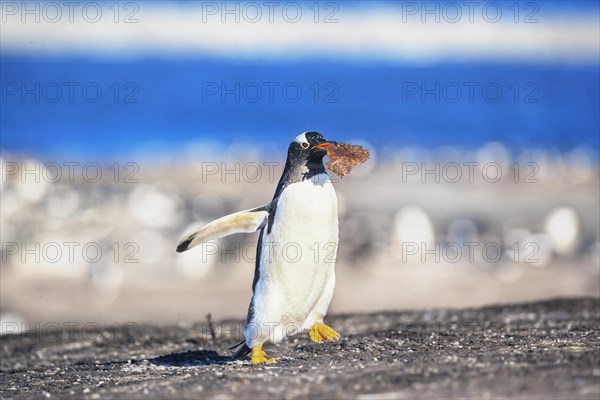 Gentoo penguin