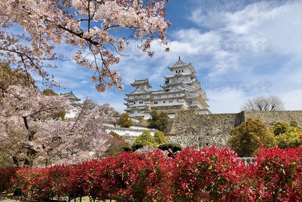 Cherry blossom at Himeji Castle