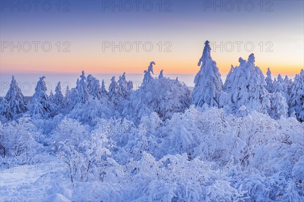 Snow Covered Conifers Trees at Dawn. Winter