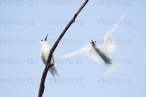 White terns