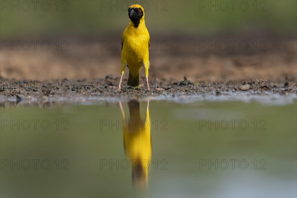 Southern masked weaver