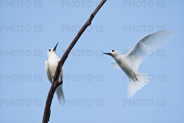 White terns